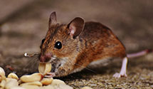 24 Hour & Emergency Exterminators in Capitol View, SC